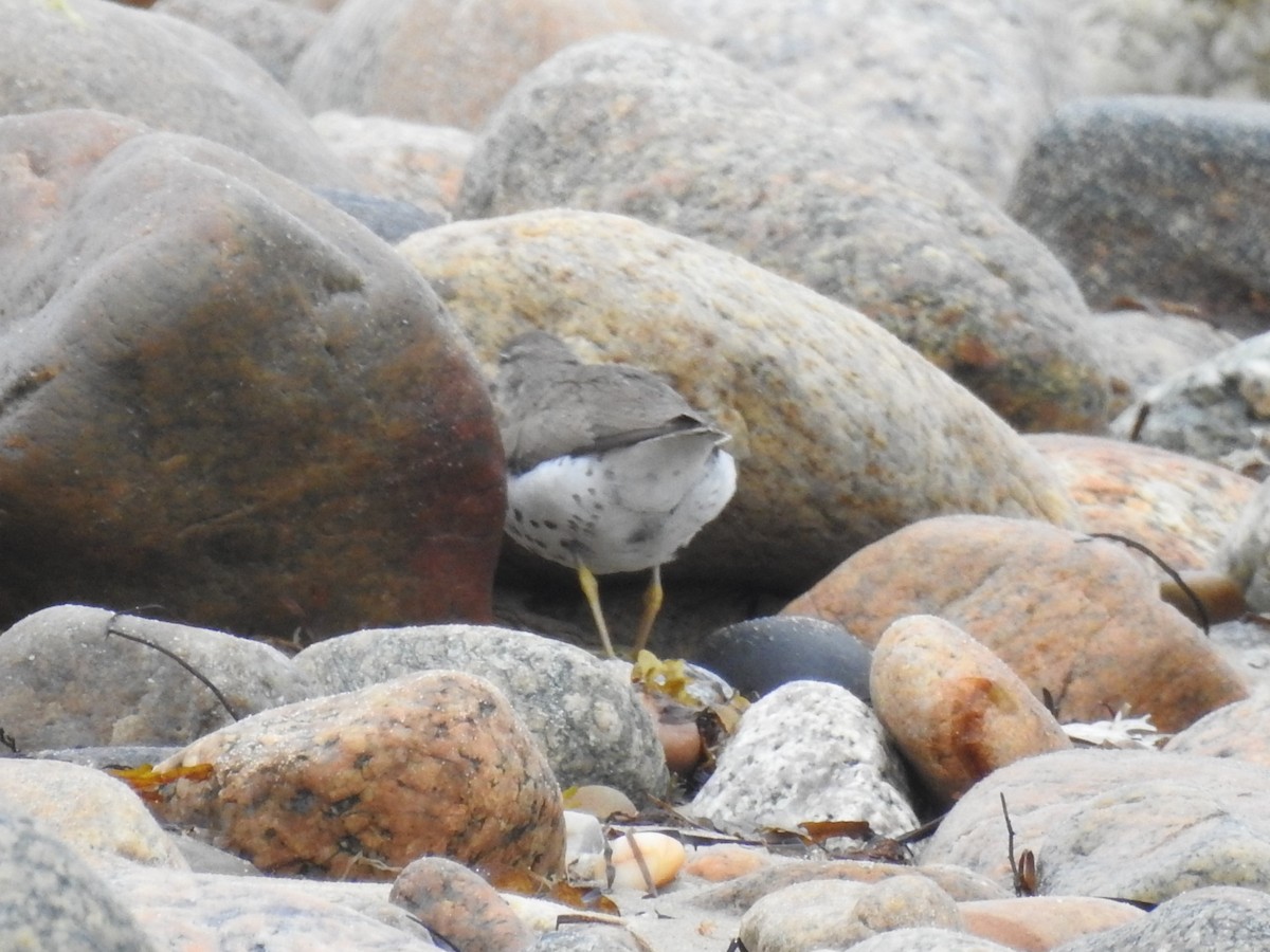 Spotted Sandpiper - ML356920251