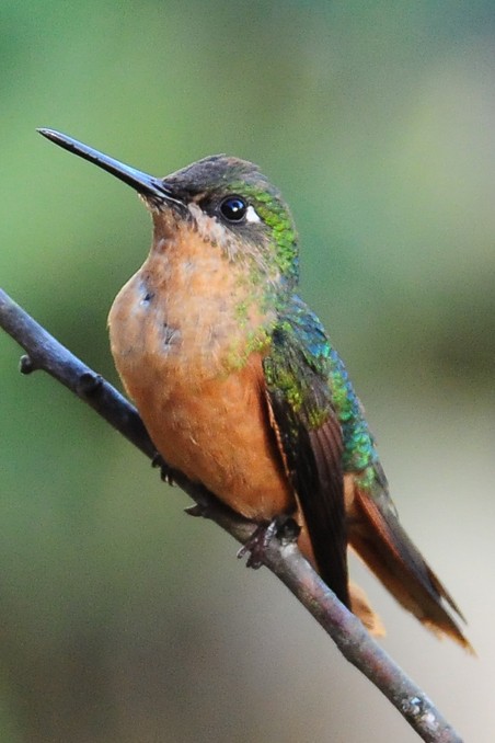 Colibri rubis-émeraude - ML35692141