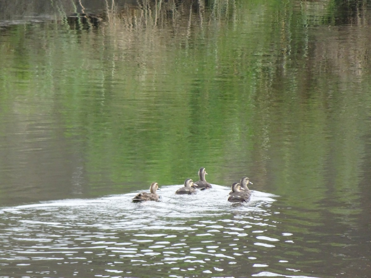 Крижень китайський - ML356921491