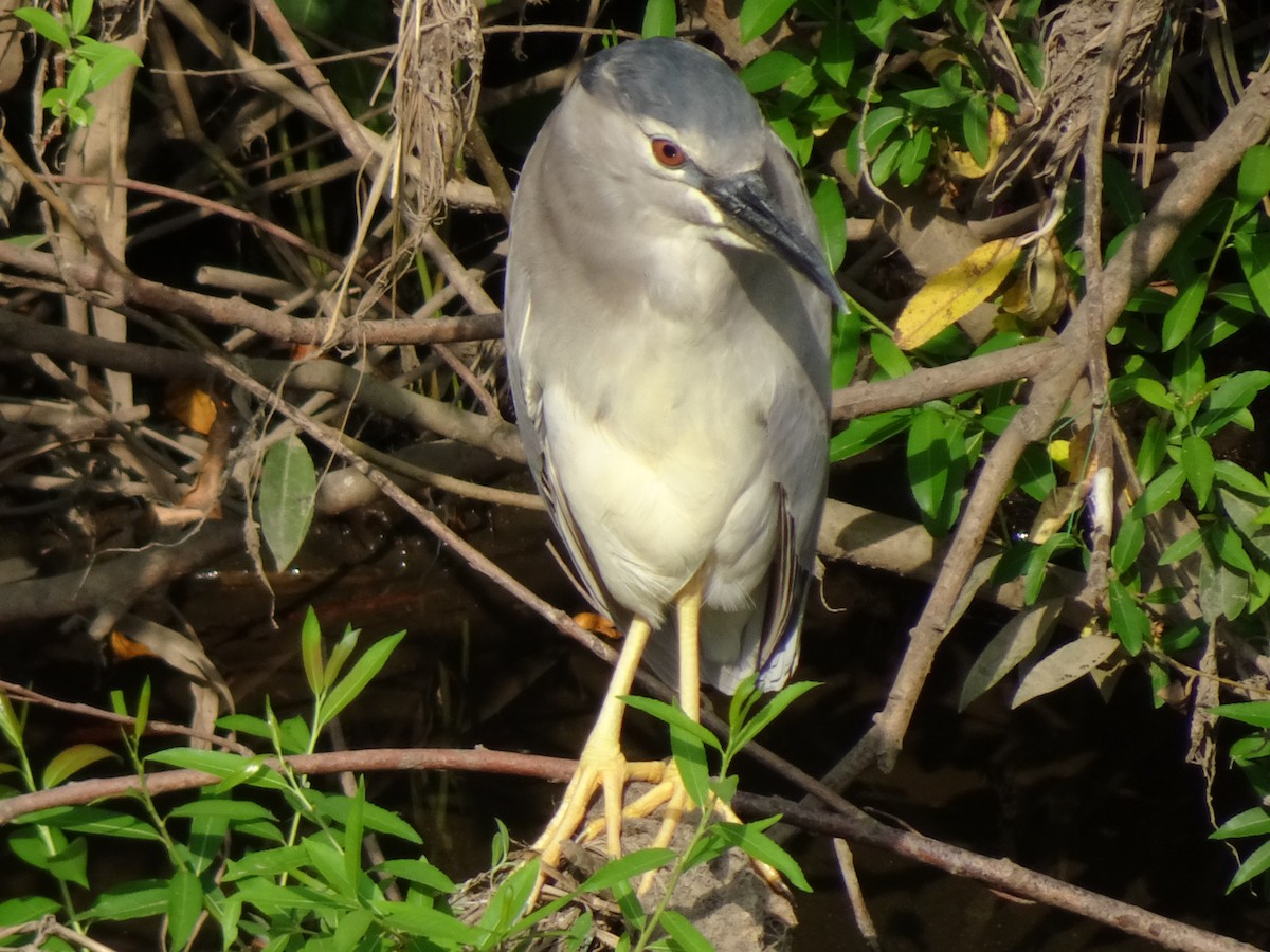 Квак звичайний - ML356922001