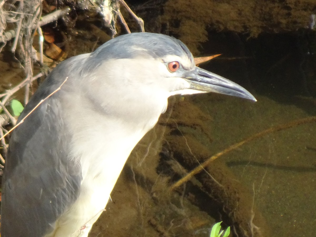 Квак звичайний - ML356922011