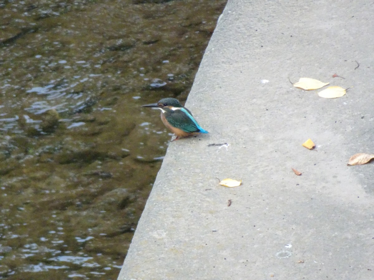 Рибалочка блакитний - ML356922311