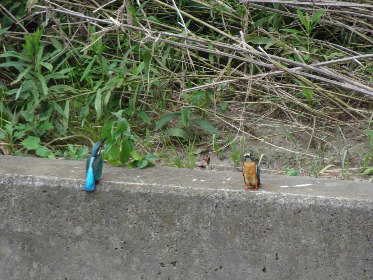 Рибалочка блакитний - ML356922321