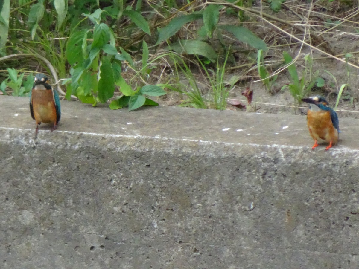 Рибалочка блакитний - ML356922341