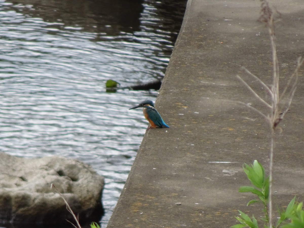 Рибалочка блакитний - ML356922361