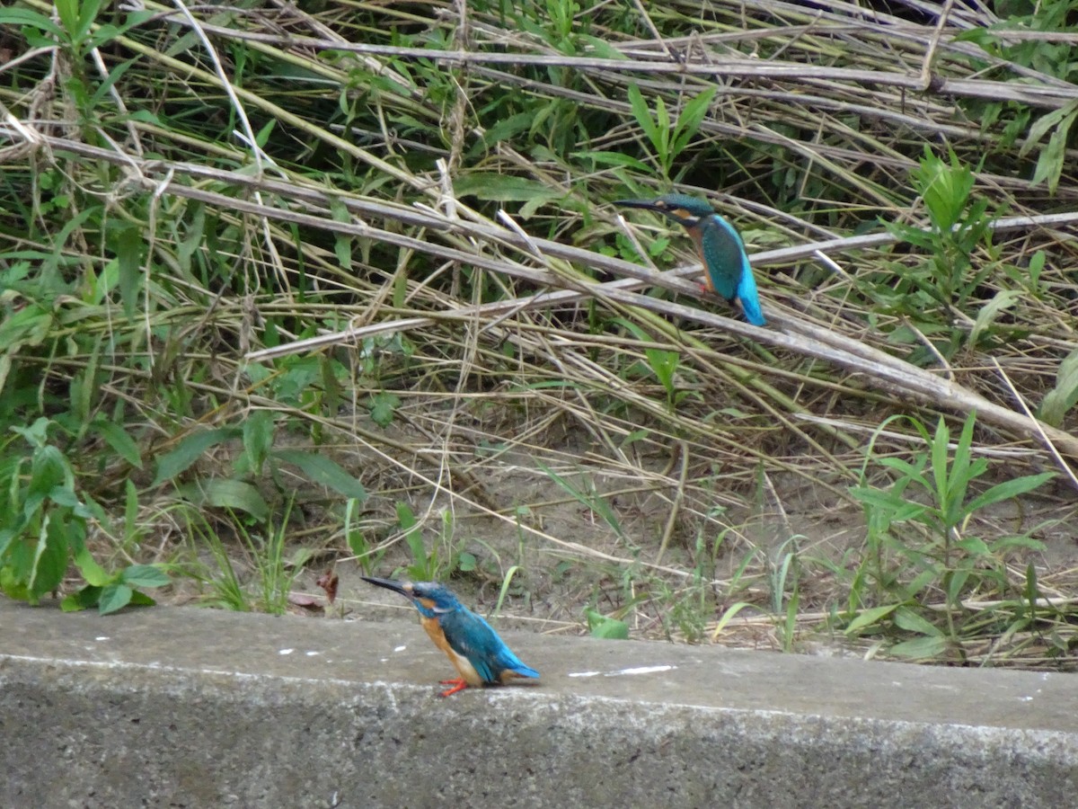 Рибалочка блакитний - ML356922371