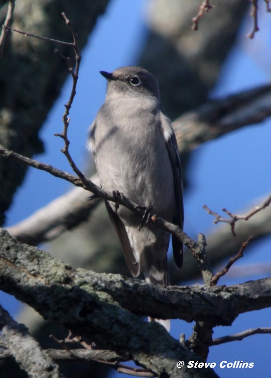 Townsend's Solitaire - Steve Collins