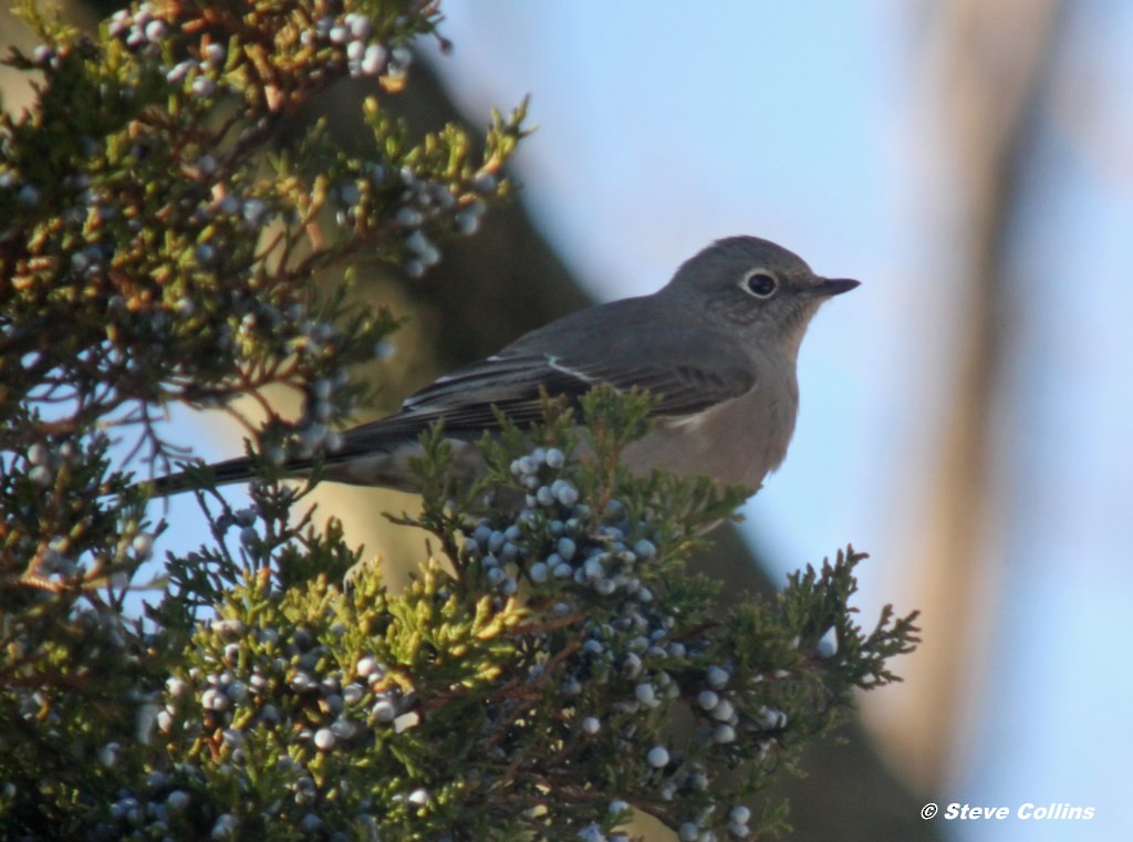 Townsend's Solitaire - Steve Collins