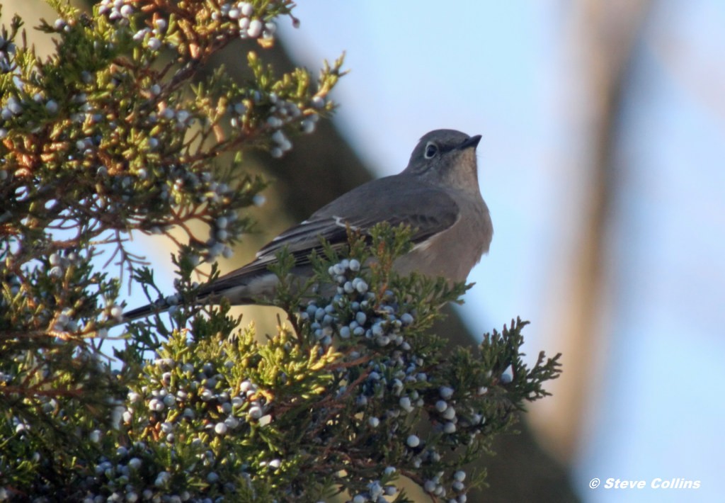 Townsend's Solitaire - Steve Collins