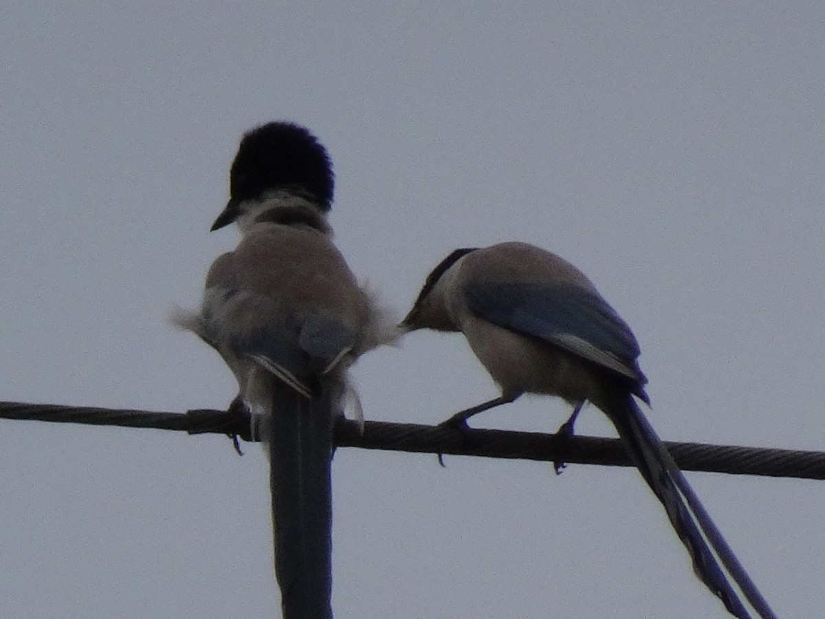 Сорока блакитна - ML356922841