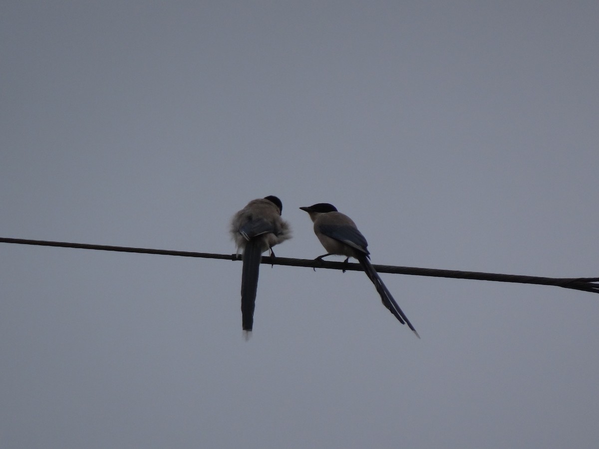 Сорока блакитна - ML356922871