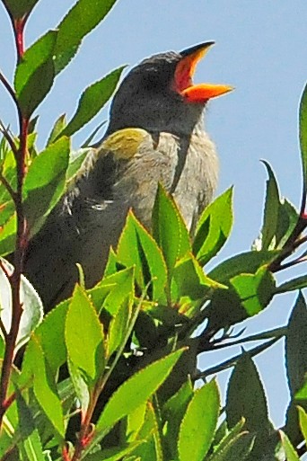 Great Pampa-Finch - Kurt Hennige