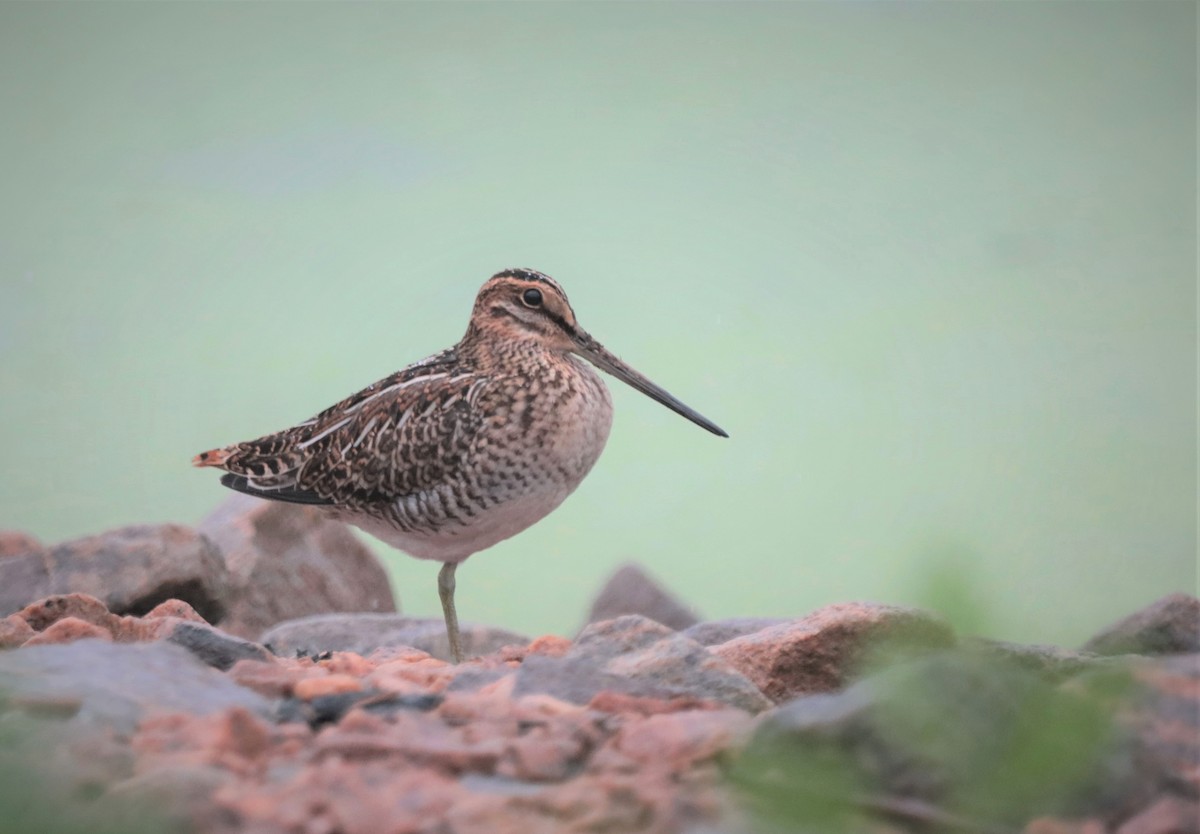 Wilson's Snipe - ML356923301