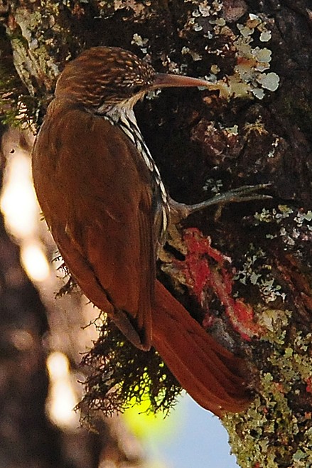 Scaled Woodcreeper - ML35692441