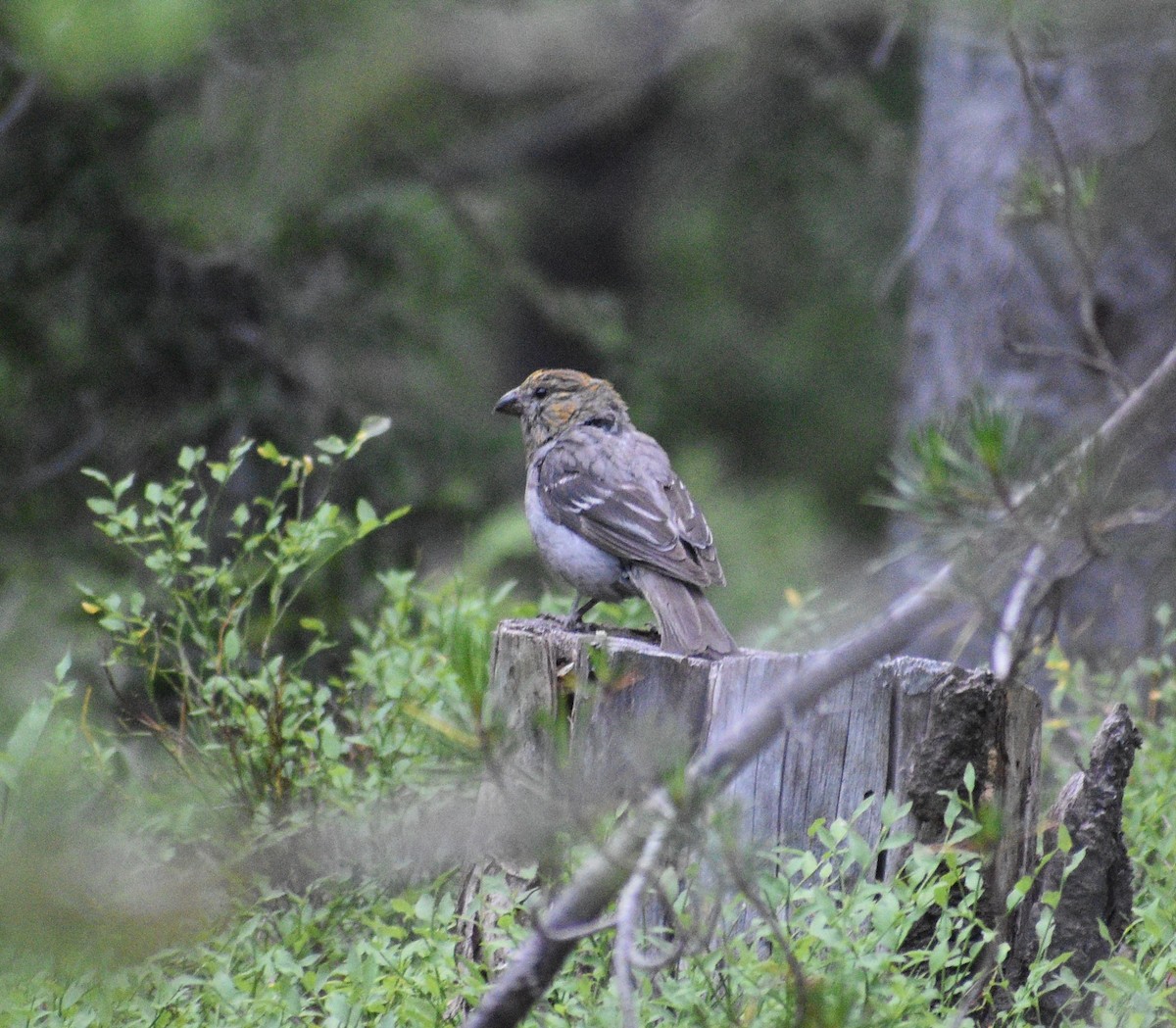 Pine Grosbeak - ML356925531