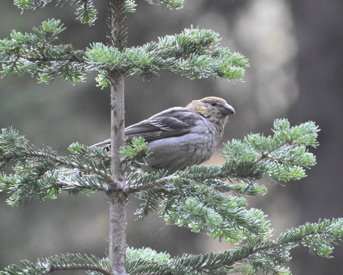 Pine Grosbeak - ML356926111