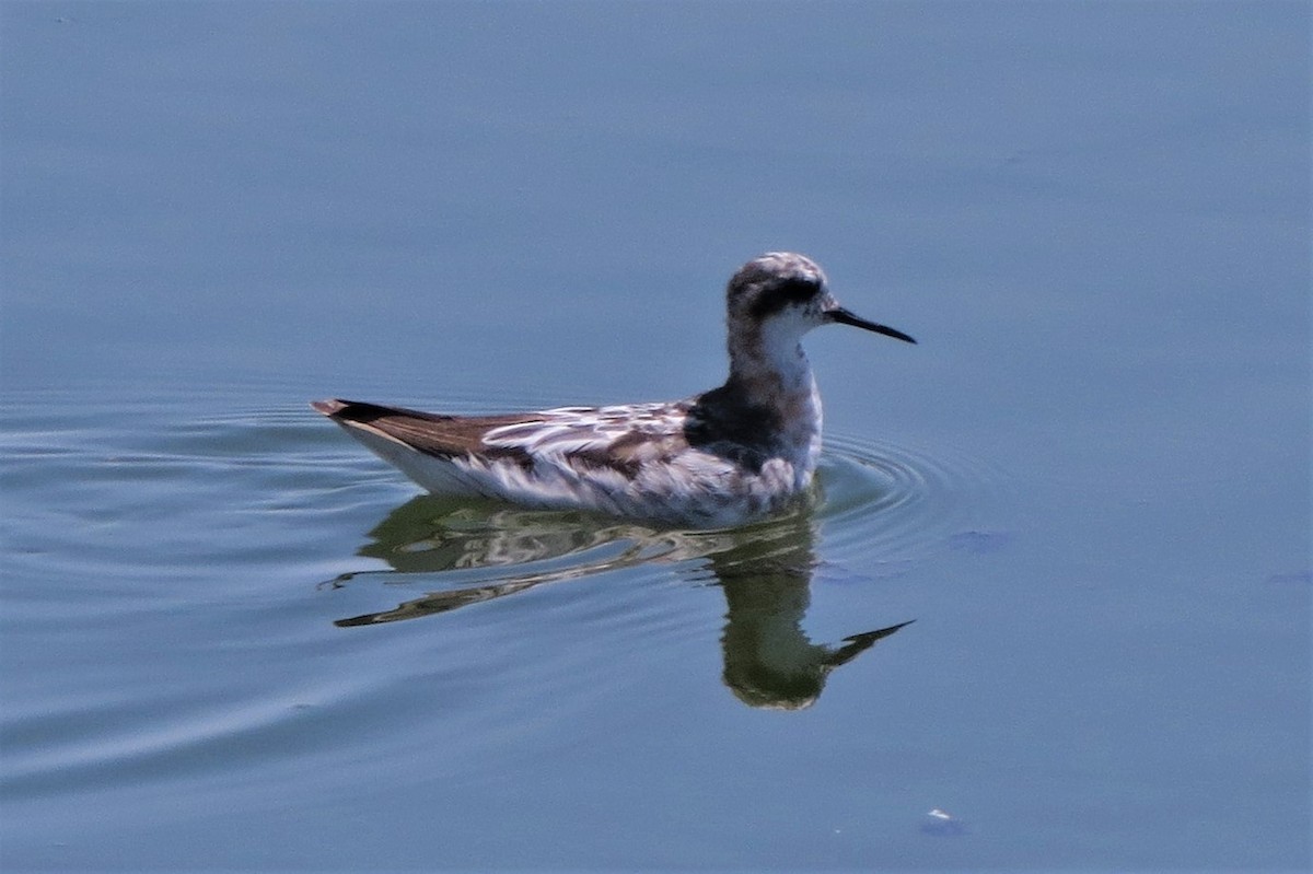 Phalarope à bec étroit - ML356928761