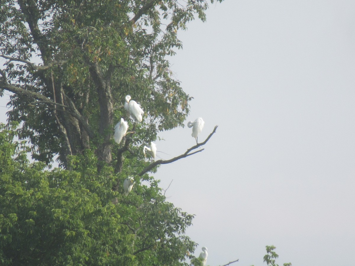 Great Egret - ML356929551