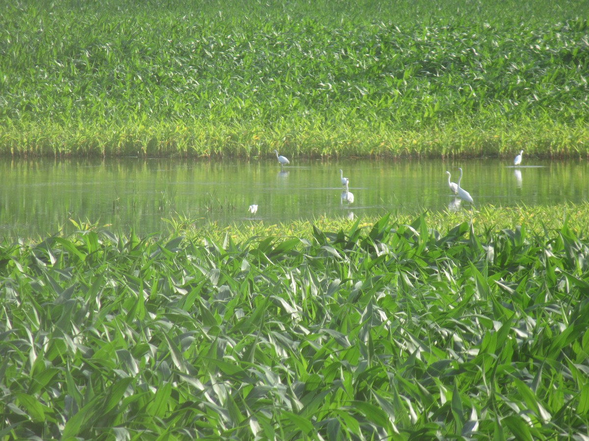 Great Egret - ML356929721