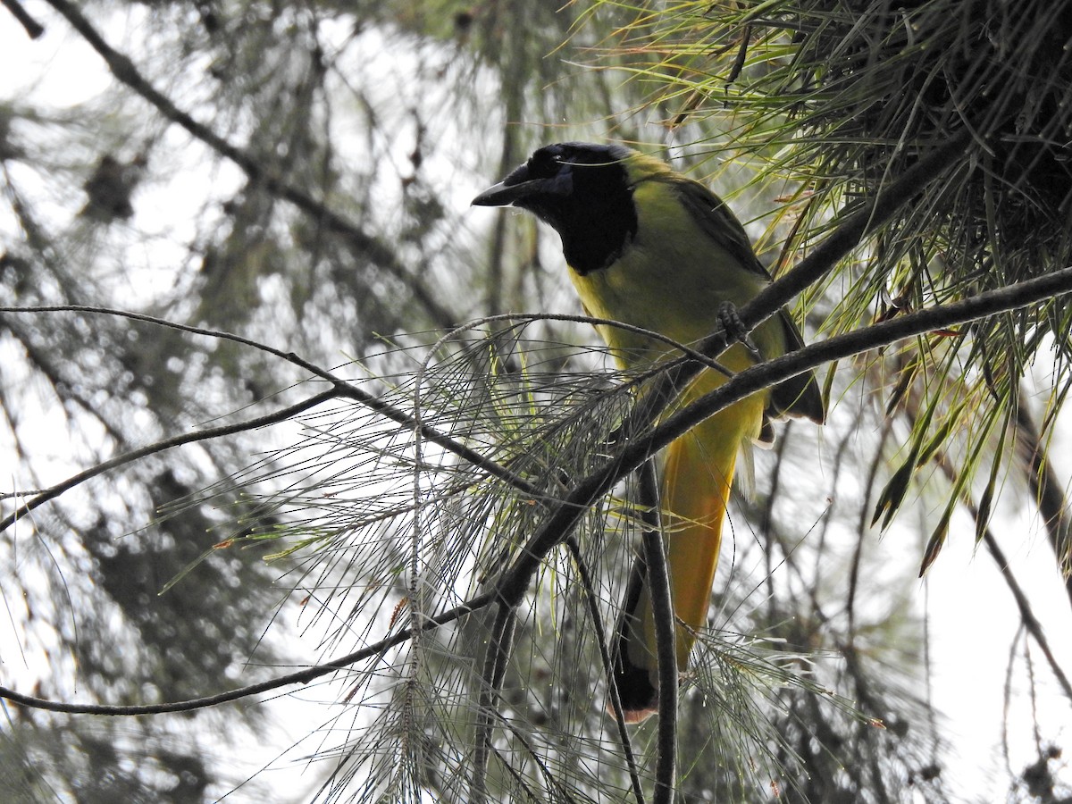 Green Jay - ML356930041