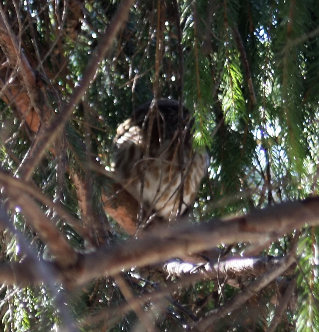 Northern Saw-whet Owl - ML35693191