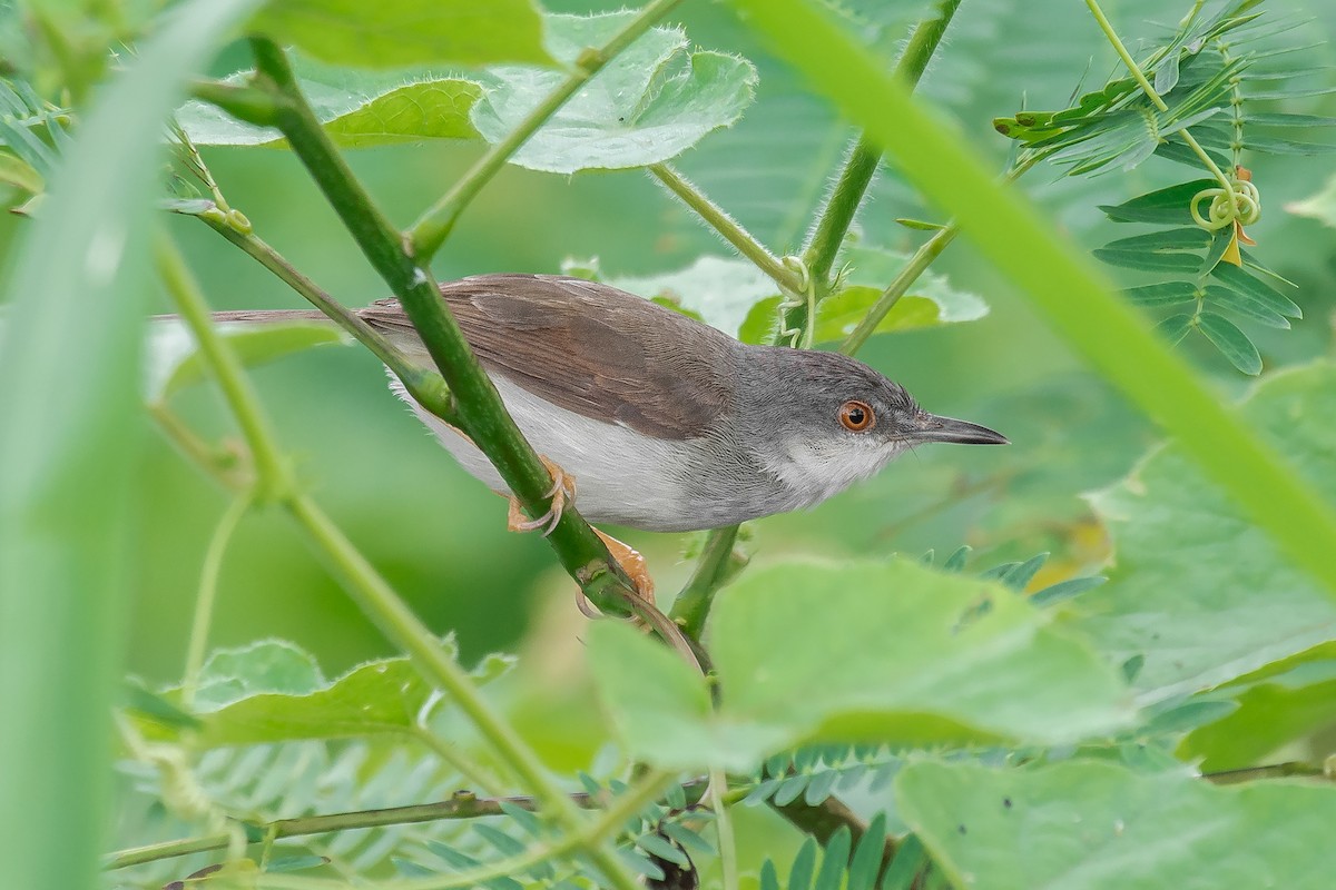 gråbrystprinia - ML356933101