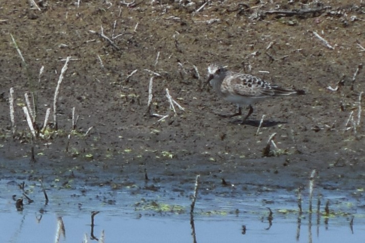 Baird's Sandpiper - ML356935531