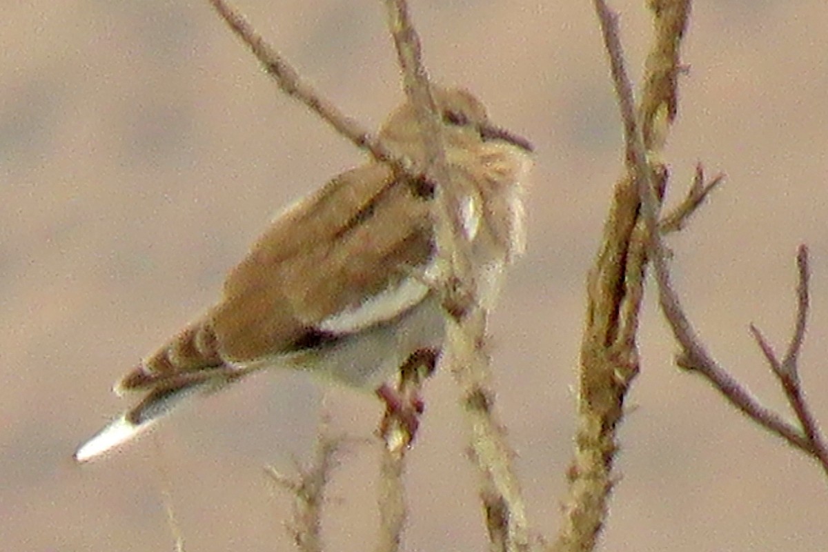 White-winged Dove - ML356935641