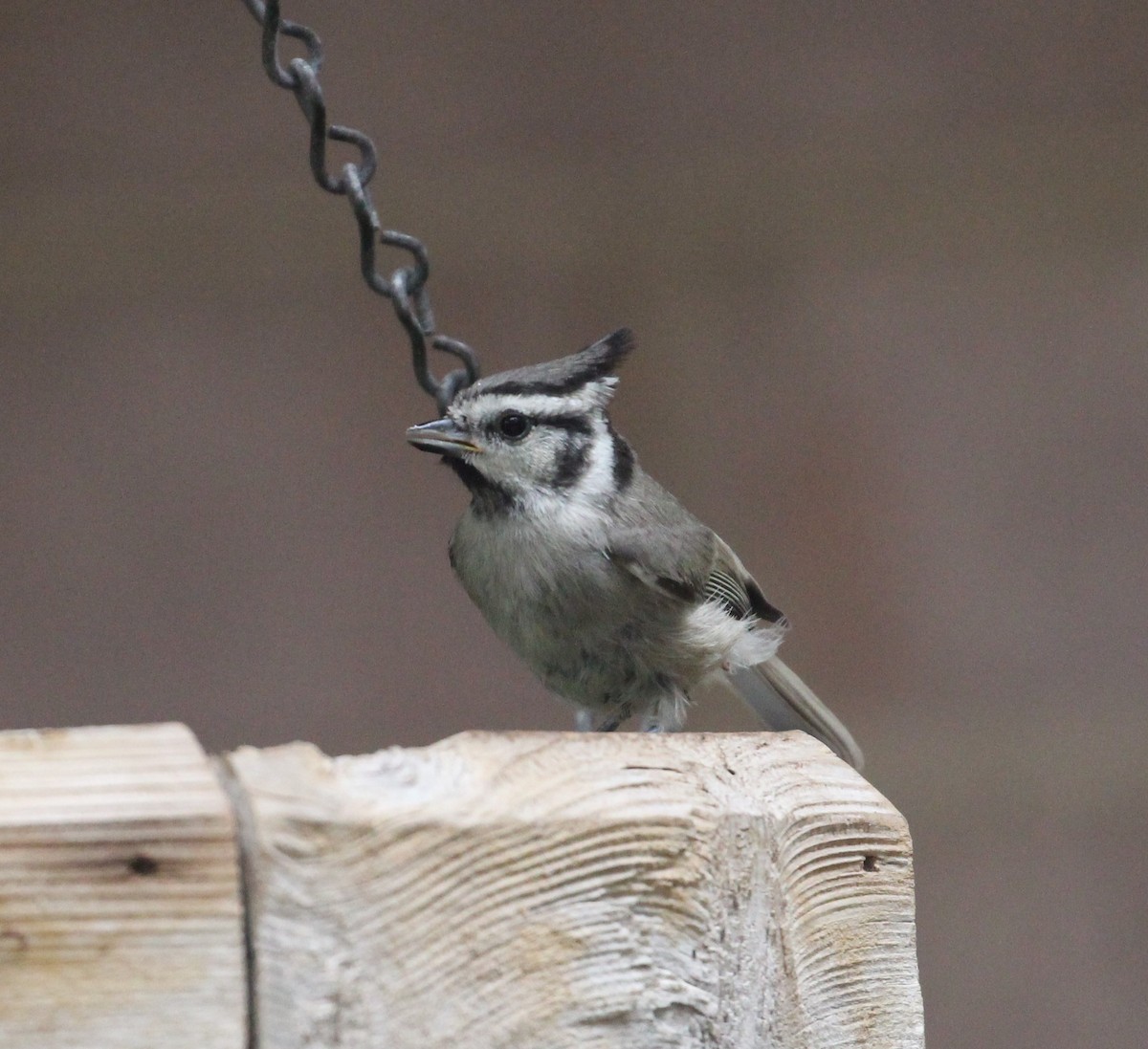 Bridled Titmouse - Lucas Corneliussen