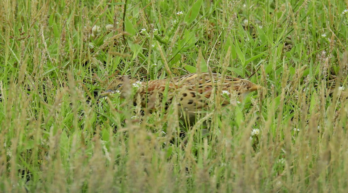 Small Buttonquail - ML356940601