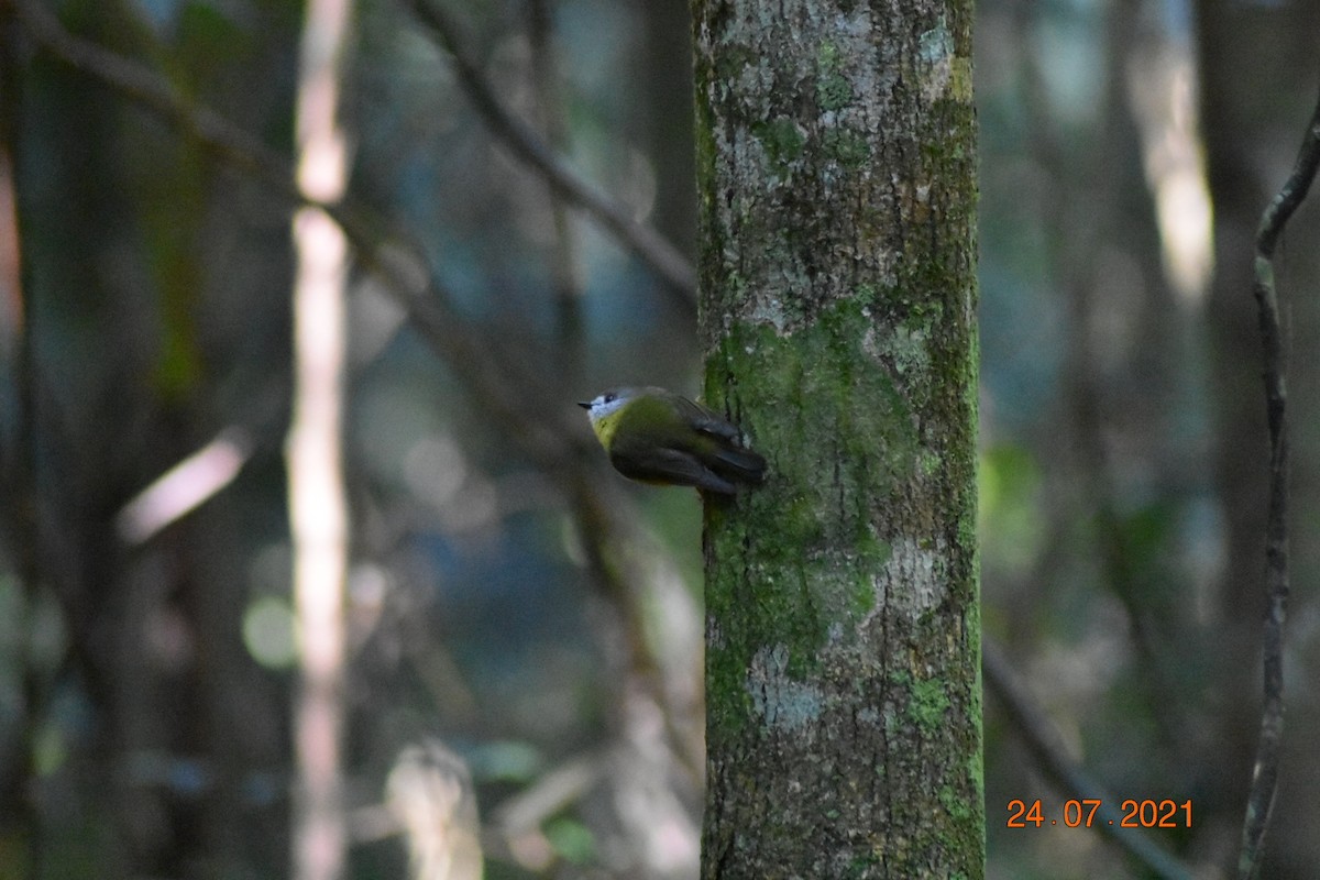 Pale-yellow Robin - ML356940861