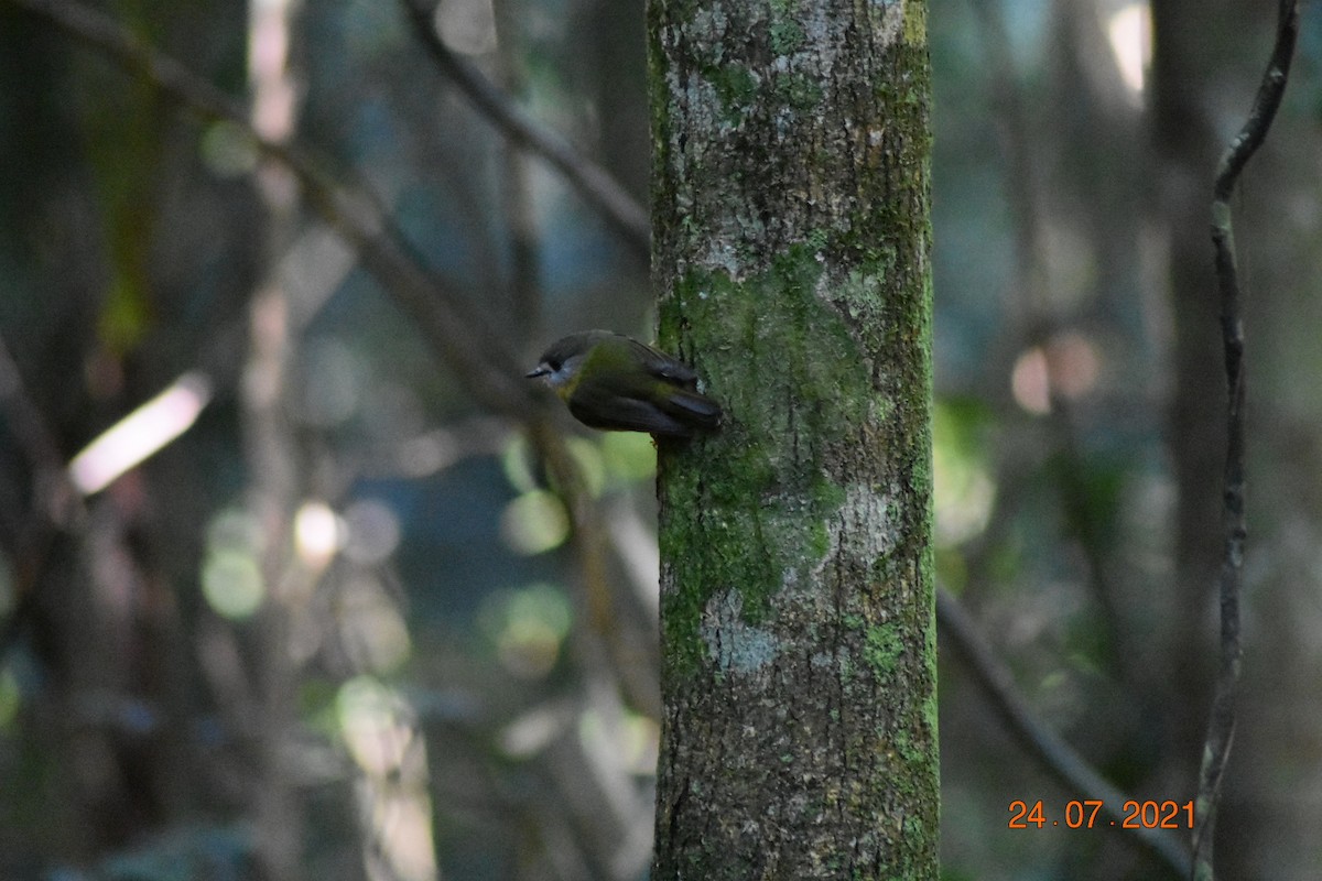 Pale-yellow Robin - ML356940871