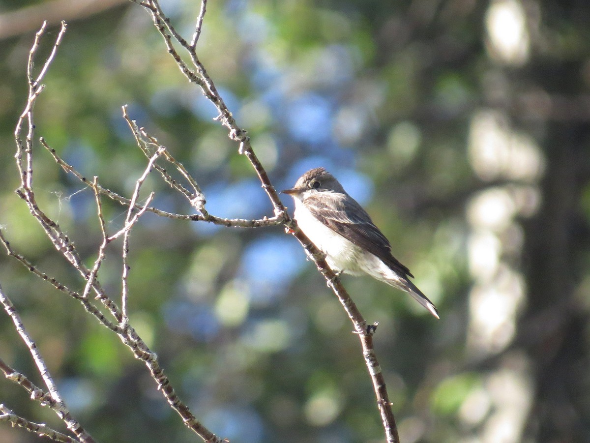 Western Wood-Pewee - ML356941481
