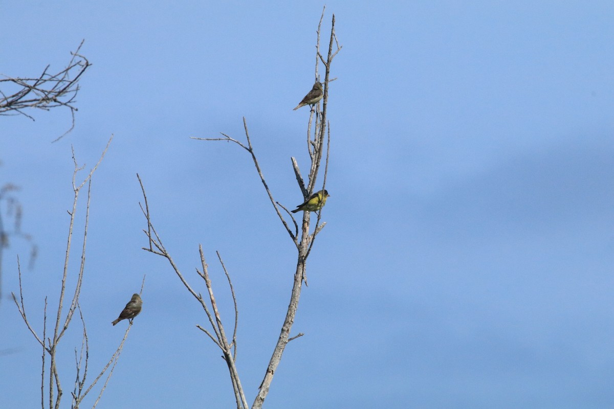 Lesser Goldfinch - Rachel Street