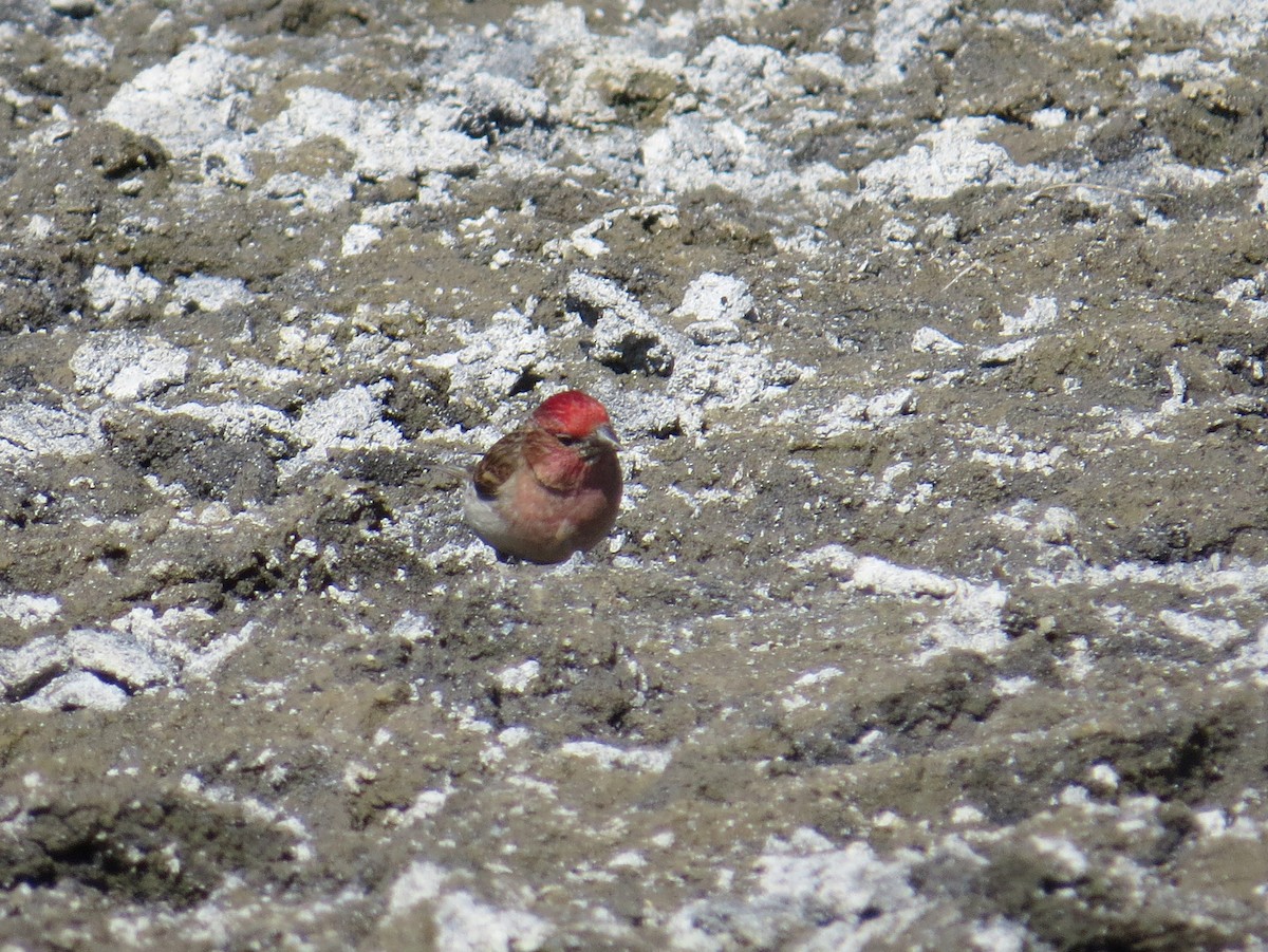Cassin's Finch - ML356941731