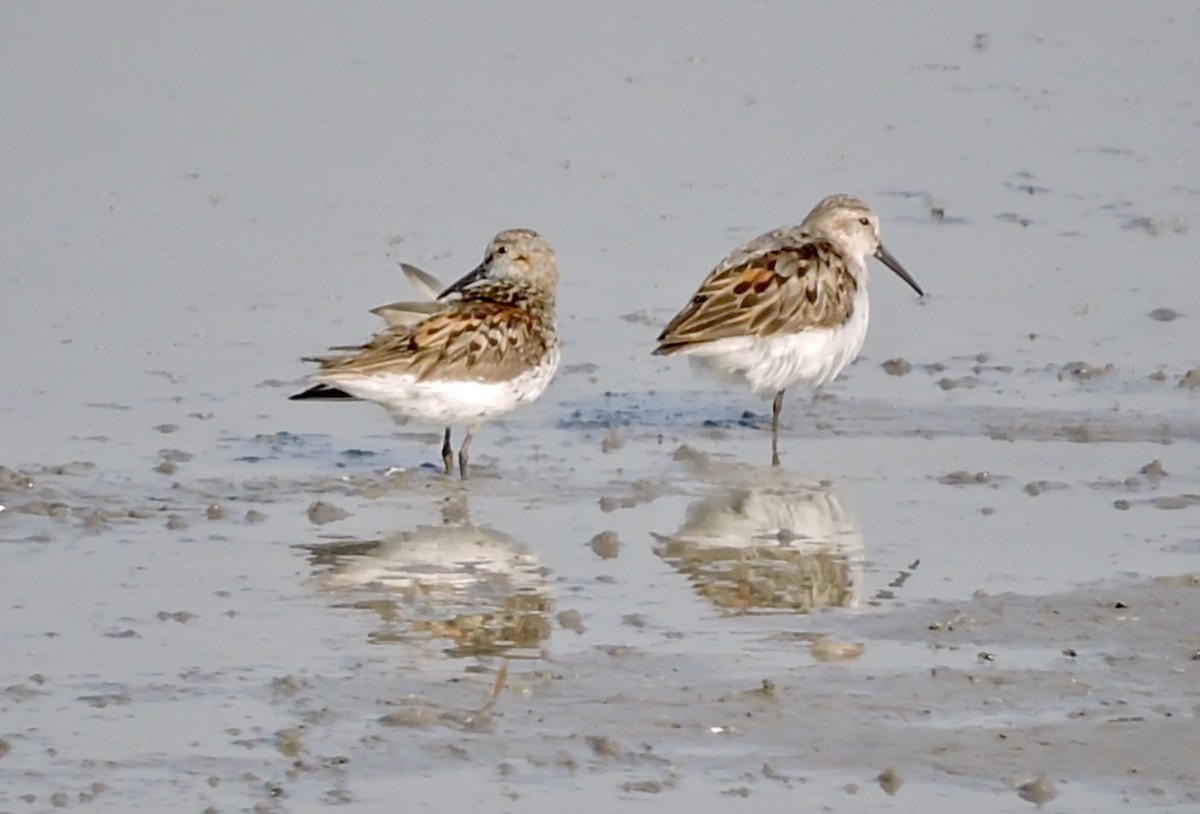 Western Sandpiper - ML356941961