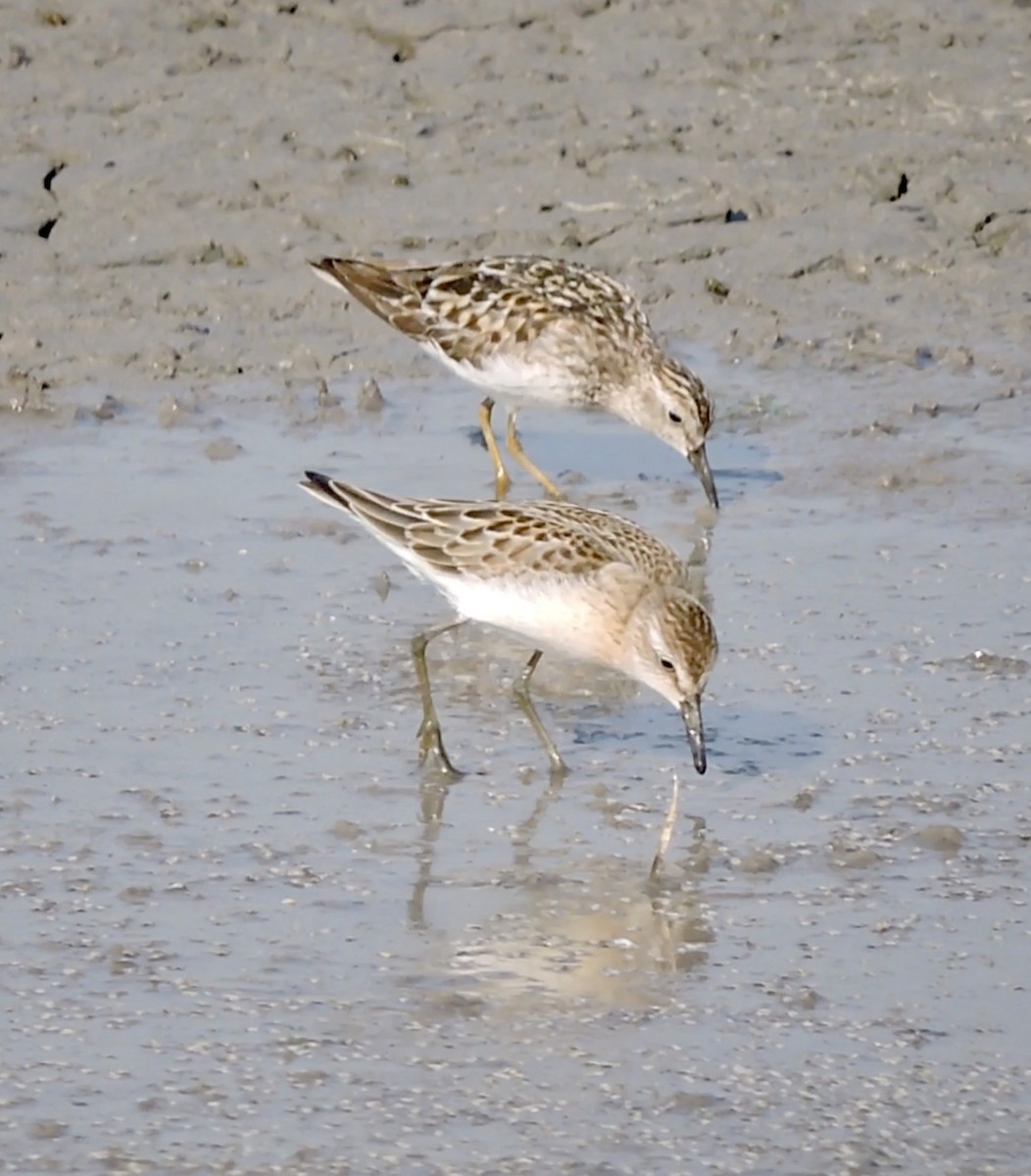 Least Sandpiper - Daniel Casey