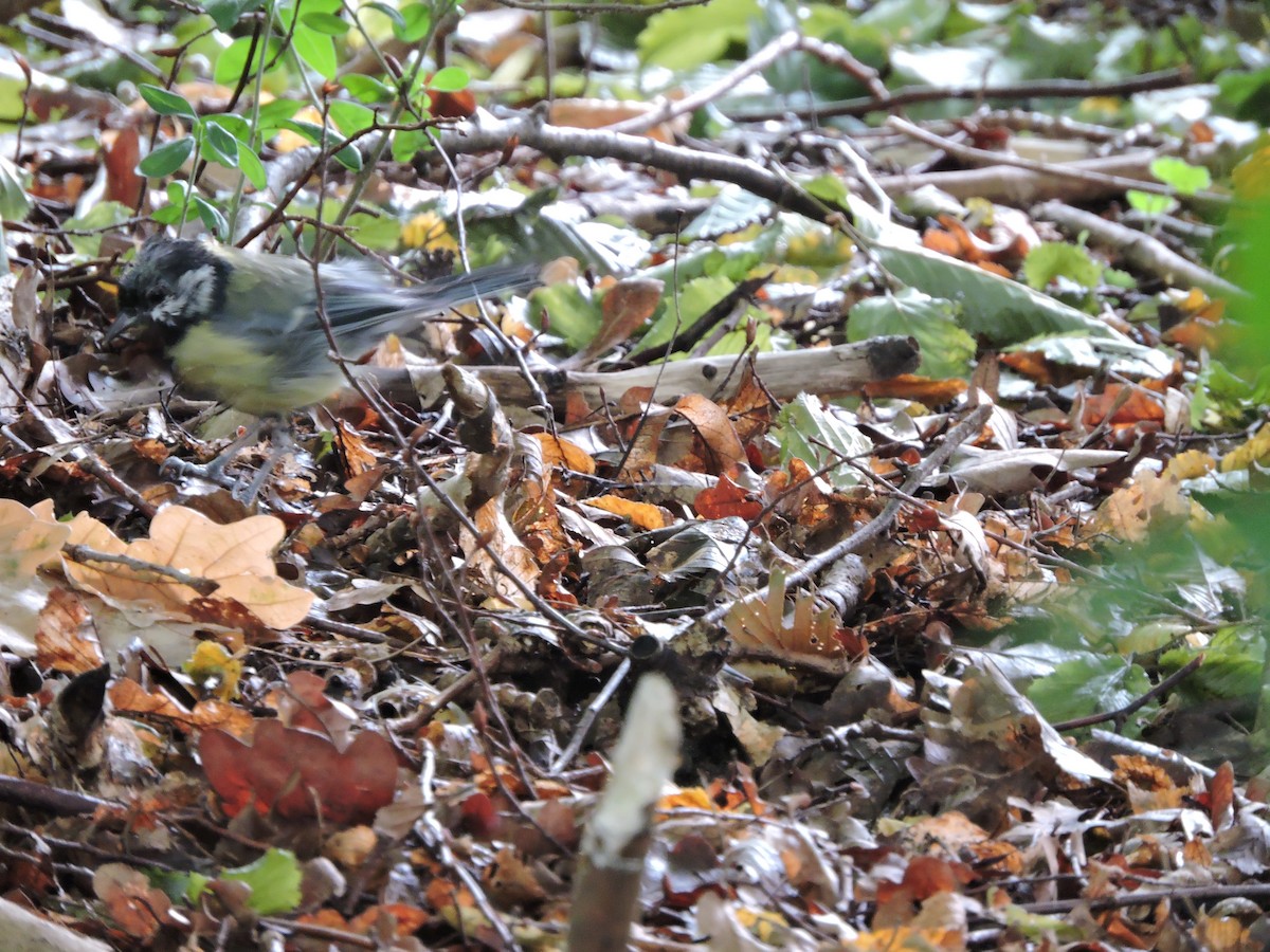 Mésange charbonnière - ML35694571