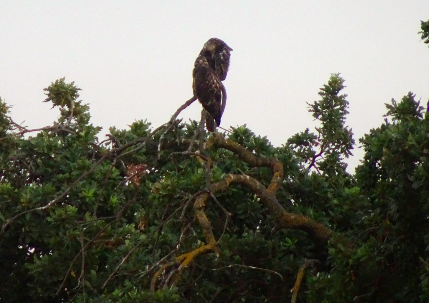 Swainson's Hawk - Debi Shearwater