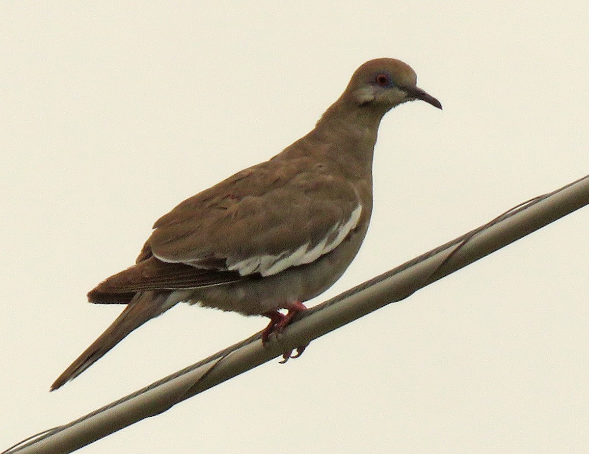 White-winged Dove - ML356946231