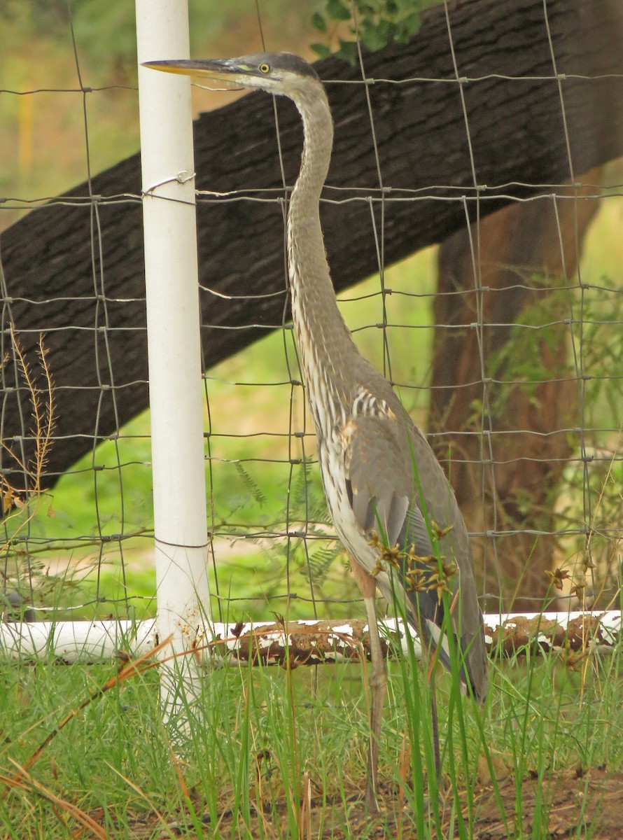 Great Blue Heron - ML356946601