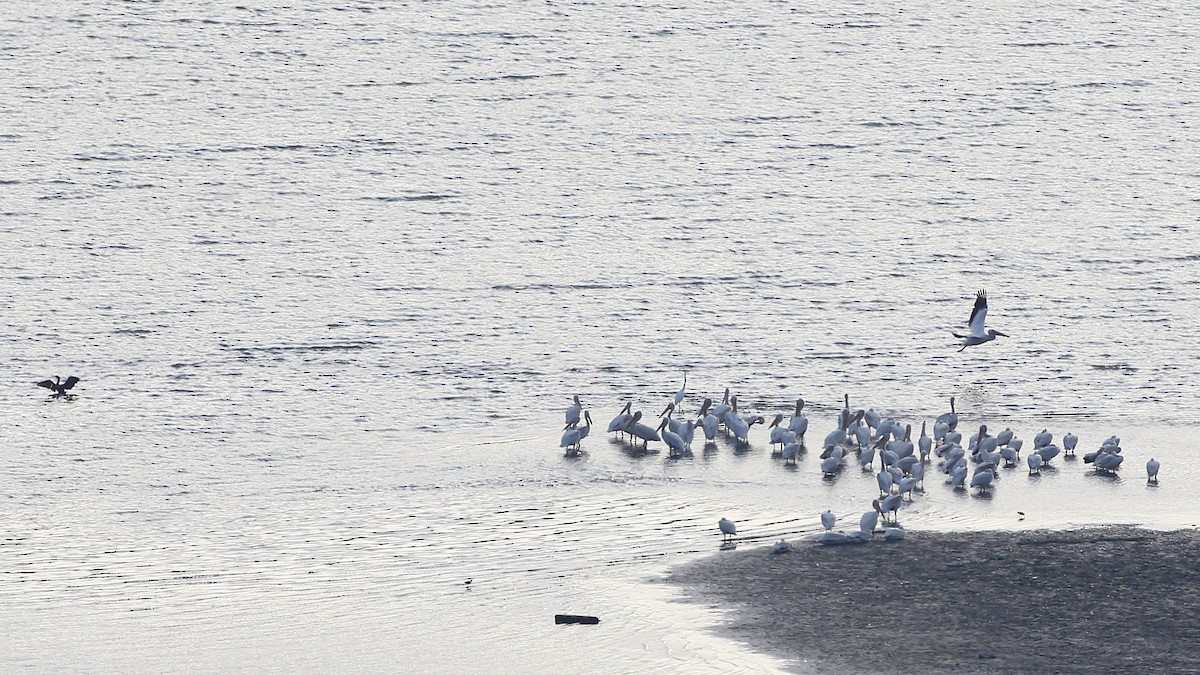 American White Pelican - ML356946671