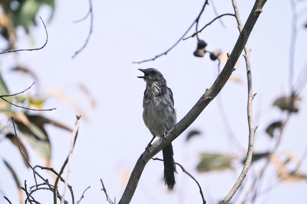 California Scrub-Jay - ML356948821