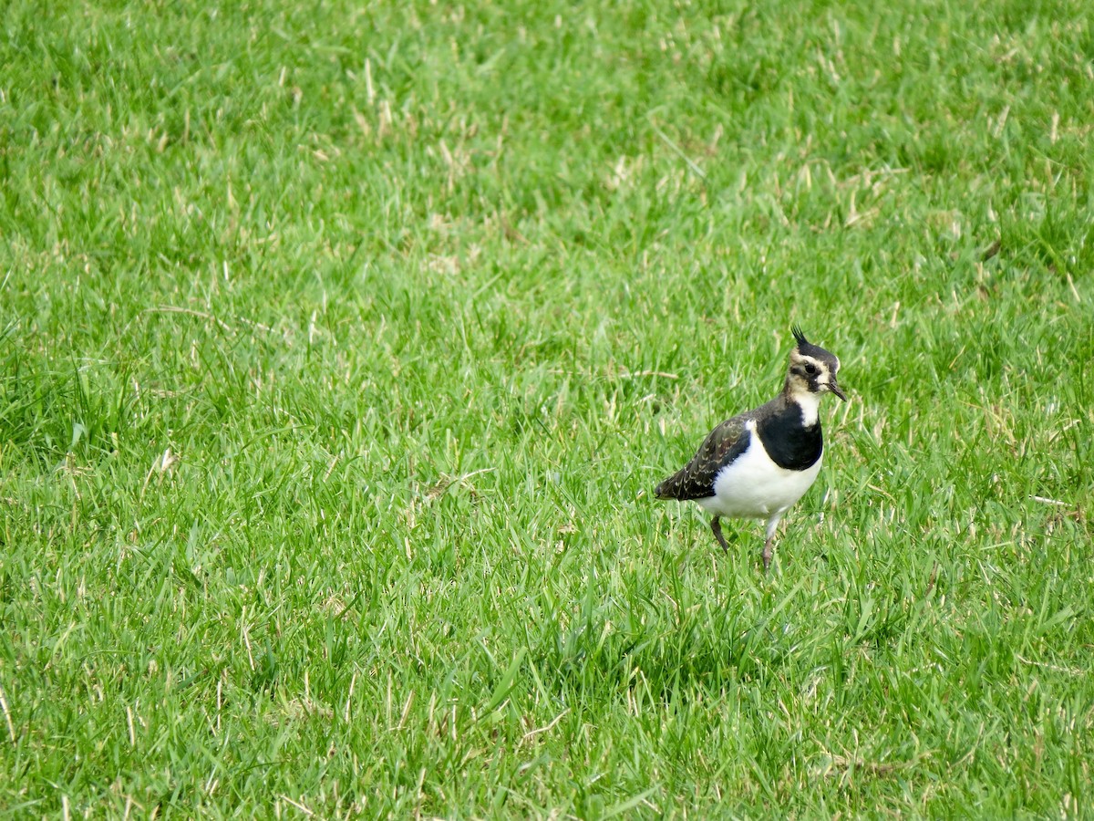 Northern Lapwing - Lisa Owens