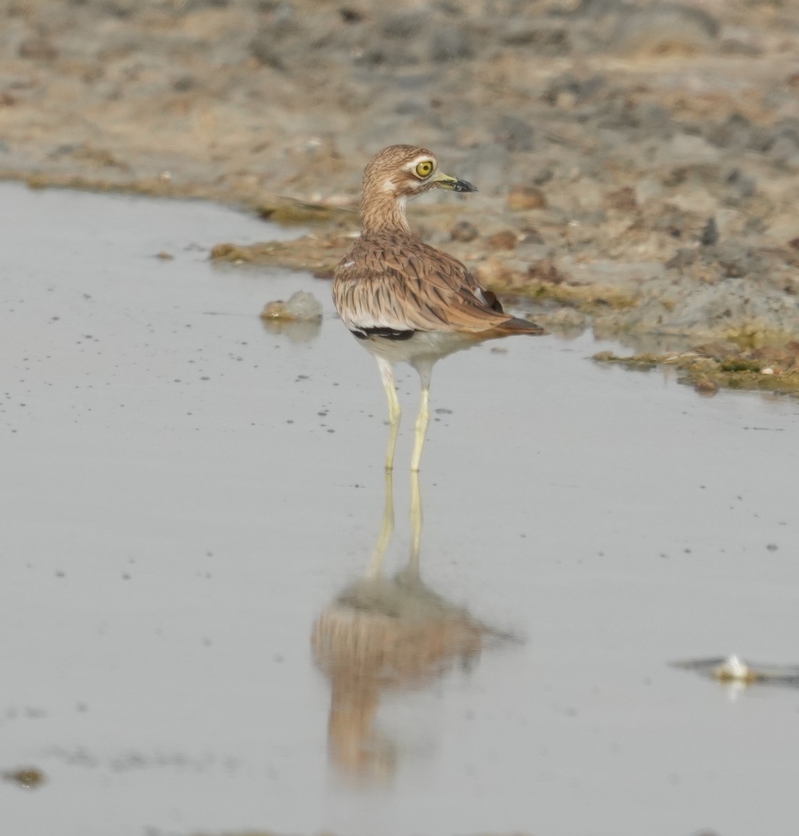 Eurasian Thick-knee - Mohamed  Almazrouei