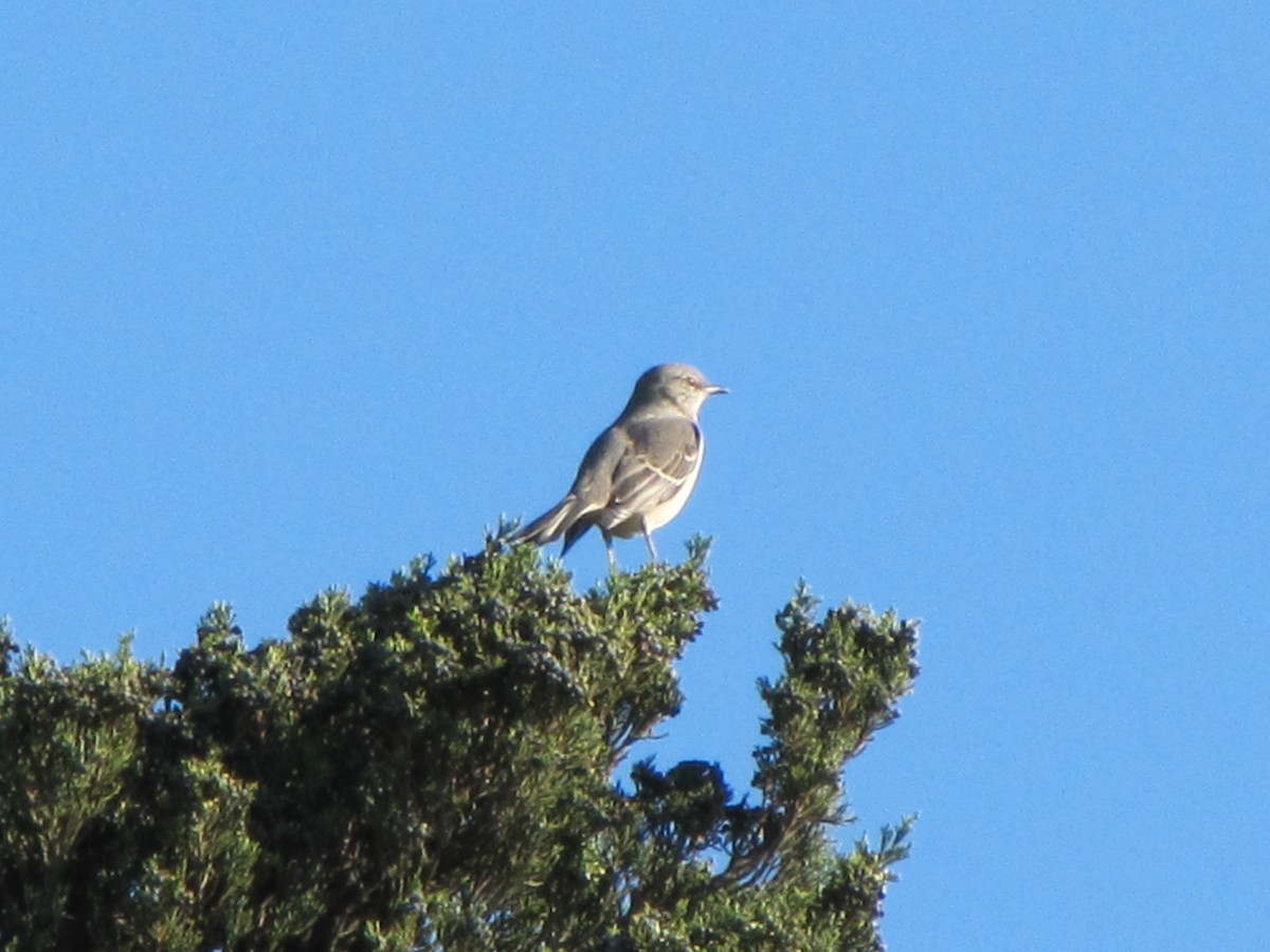 Northern Mockingbird - Lisa Owens