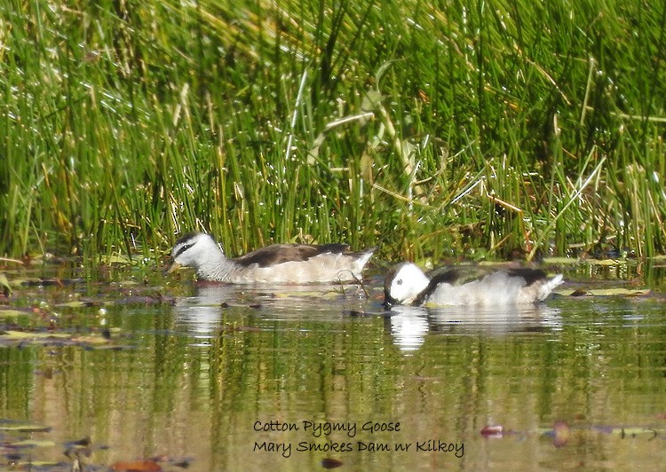 Cotton Pygmy-Goose - ML356950731