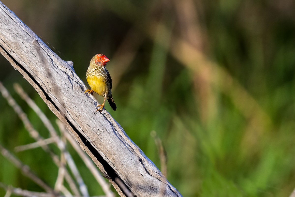 Star Finch - ML356950861