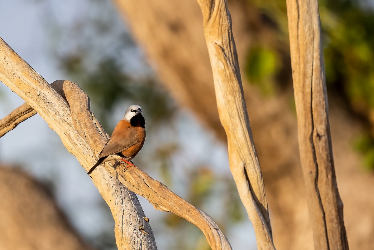 Black-throated Finch - ML356950911