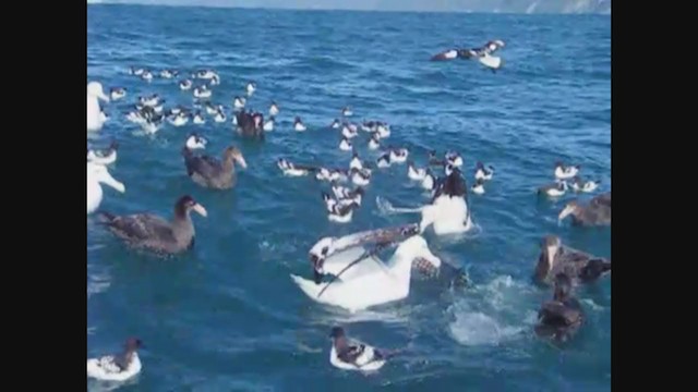 Antipodean Albatross (gibsoni) - ML356951771